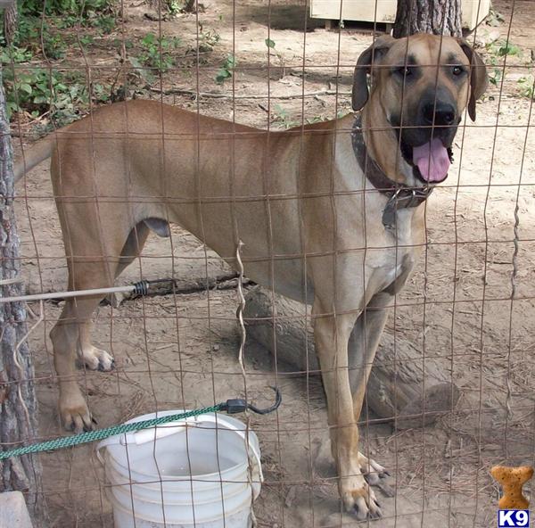 Stud Dogs in AL